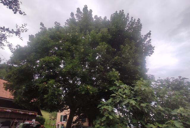 Unser Ahorn weiter weg, im Vordergrund rechts mit unserem Feigenbaum. Unser Ahorn ungefähr 25 Jahre alt, ist etwa 18 m hoch und ist an heißen Sommertagen einfach ein herrlicher Schattenspender. Bei Temperaturen jenseits der 30 Gradmarke lässt es sich unter seinem Blätterdach in der Hängematte ausgezeichnet chillen oder auch grillen... | Foto: Günther Koch 