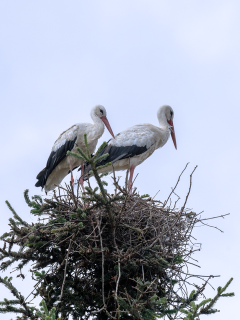 Altstörche am Horst © Bernhard Rosenberger