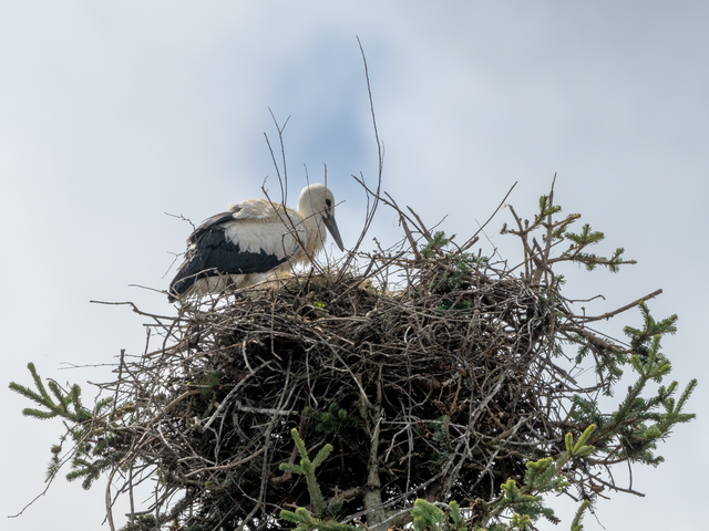 Geretteter Jungstorch am Horst © Bernhard Rosenberger