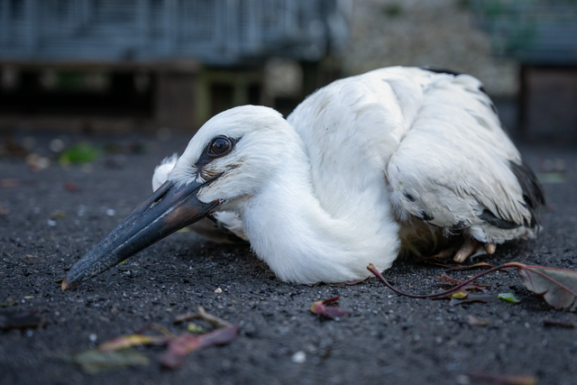 Bruchpilot junger Weißstorch © Bernhard Rosenberger