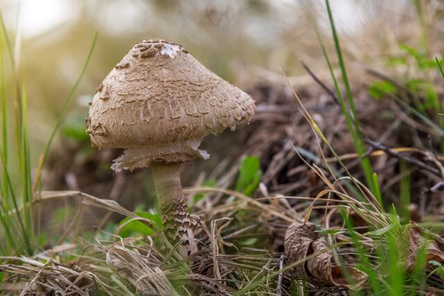 Der Parasol ist einer der häufigsten Pilze in der Region Enns. | Foto: PantherMedia/ba11istic (YAYMicro)