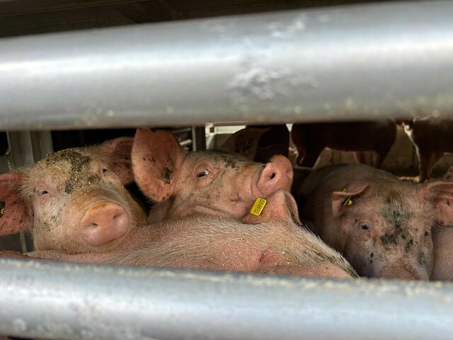 Beamte der PI Kundl bemerkten einen mit Schweinen beladenen Tiertransporter, welcher trotz Fahrverbots auf der B 171 unterwegs war. | Foto: ZOOM.Tirol