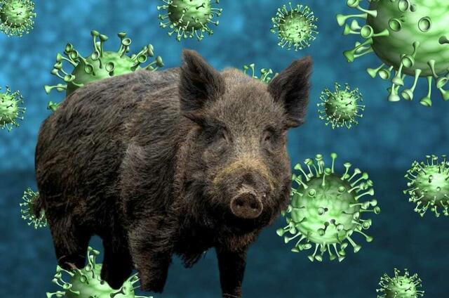 Afrikanische Schweinepest bedroht heimische Schweine. | Foto: Collage Pixabay