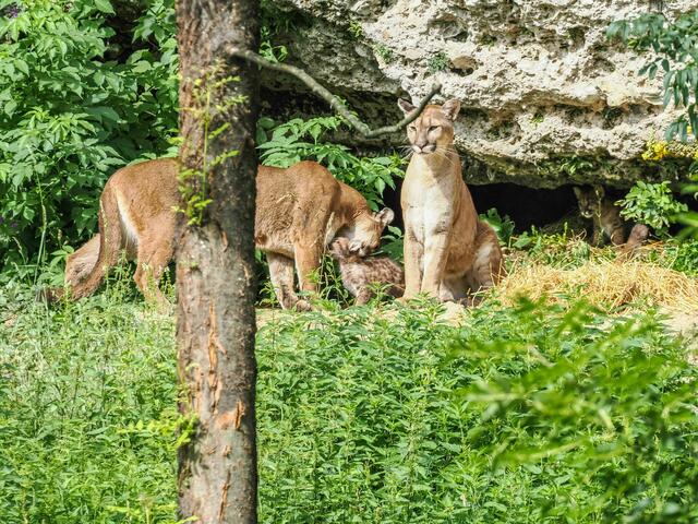 Nachwuchs bei den Pumas im Zoo Salzburg. | Foto:  Zoo Salzburg/Angelika Köppl