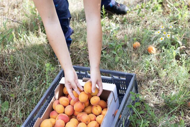 Hast du gewusst, dass auch die Kerne der Marillen weiterverarbeitet werden können? Ja, und zwar in veganen Käse.  | Foto: Freundeskreis