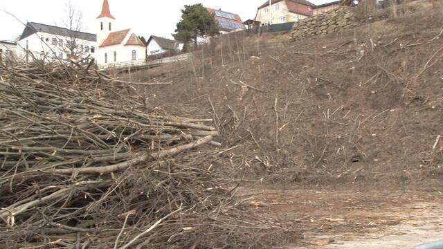 So sah der Erholungswald beim Eislaufplatz in Zwettl 2019 aus. | Foto: Archiv/bezirksblätter.tv