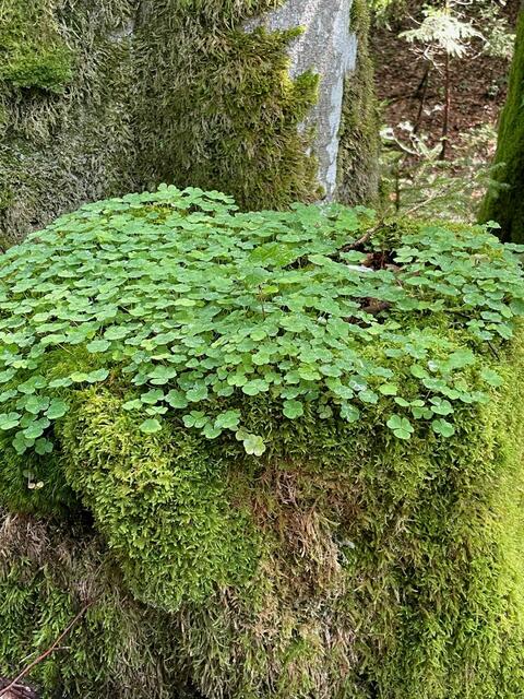 Die Mitglieder des Alpenvereins unternahmen eine schöne Bergtour in Lunz am See.