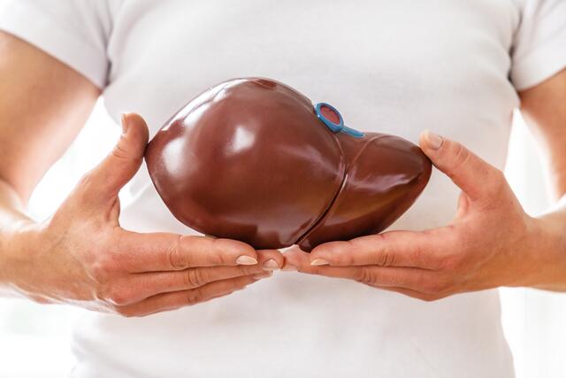 Die Leber ist das größte innere Organ des Menschen. | Foto: A. Gsoedl/Shutterstock