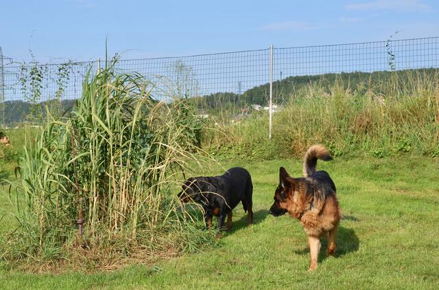 Hundeschule und Hundepension Stoppacher- „Auch Listenhunde sind in unserer Hundepension immer herzlich willkommen“, so Stoppacher | Foto: Elisabeth Peinsipp