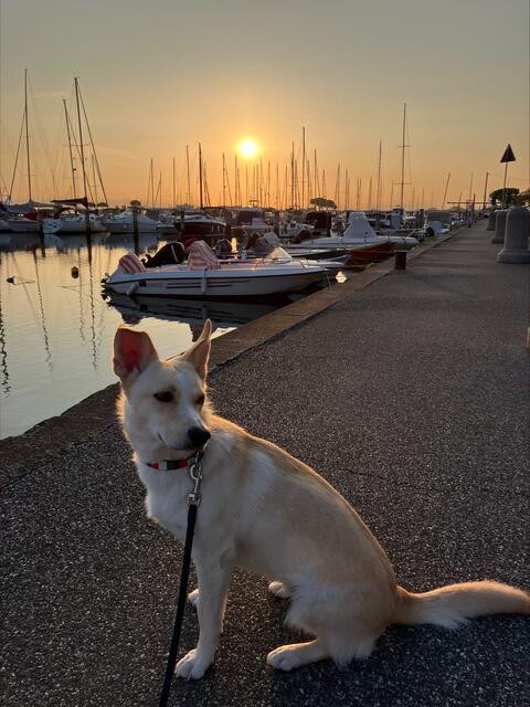 Kara genießt den Sonnenuntergang am Steg. | Foto: privat