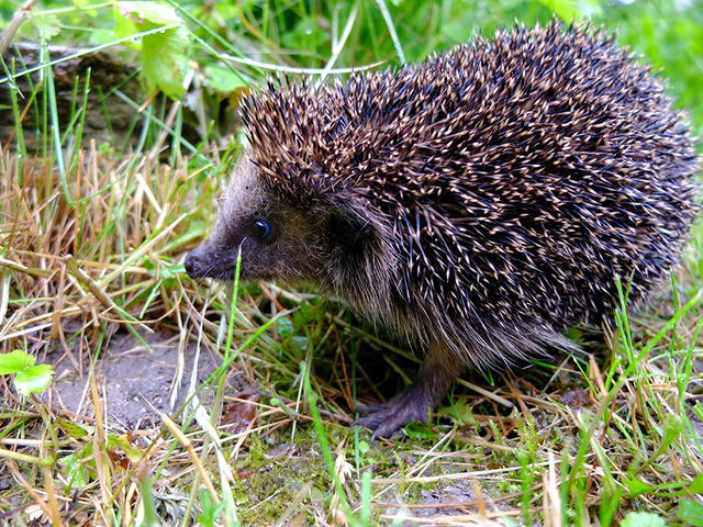 Igel sind häufig Opfer von Mähroboter. © G. Fuß