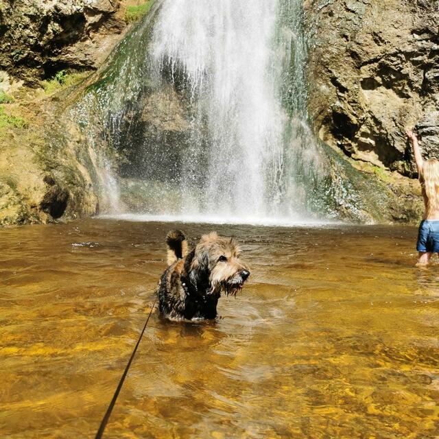 Hund Nikan im Gewässer zum Abkühlen. | Foto: privat