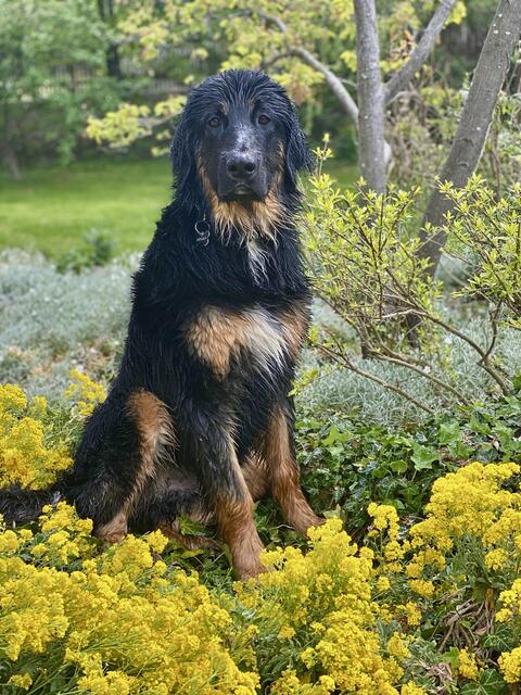 Hovawart Argo liebt das Wasser | Foto: Privat 