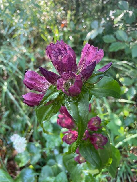 Die Mitglieder des Alpenvereins unternahmen eine schöne Bergtour in Lunz am See.