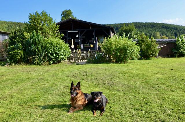 Auch in der Hundepension Stoppacher sind alle Rassen herzlich willkommen | Foto: Elisabeth Peinsipp