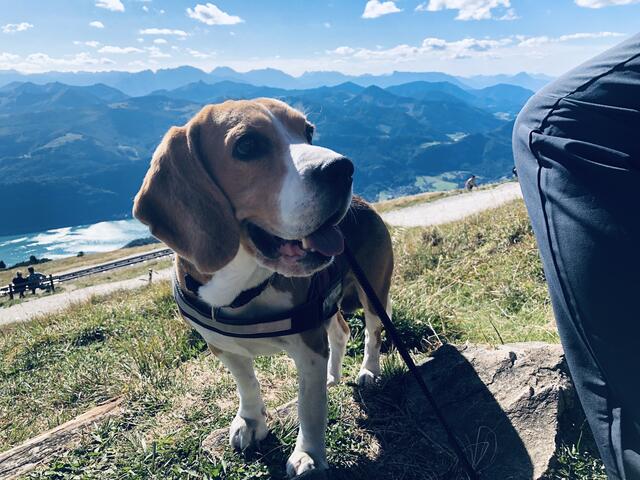 Schön ist der Urlaub mit einem aktiven und gesunden Hund. | Foto: Alexandra Goll