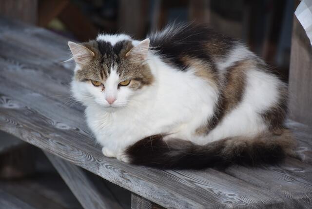 Blumenschmuck-Aktion Pabneukirchen 2024, Ortsbauernschaft und Kulturreferat der Gemeinde.  | Foto: Zinterhof