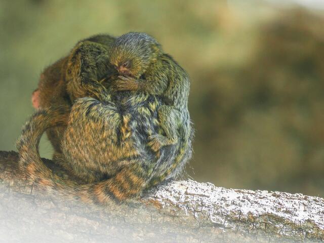 Bei diesen Krallenaffen tragen meist die Männchen den Nachwuchs auf dem Rücken und übergeben ihn zum Säugen an die Mutter. Im Zoo Salzburg teilen sich die Affeneltern die Aufgabe.  | Foto: Zoo Salzburg / Angelika Köppl