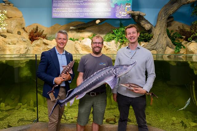 BOKU-Projektleiter Thomas Friedrich (Mitte), Haus des Meeres Geschäftsführer Hans Köppen (li.) und Kurator Jeff Schreiner (re.) eröffnen das neue 13.000 Liter fassende Stör-Aquarium. | Foto: Dominik Moser