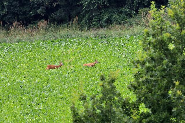 Um sich mit einer Geiß zu paaren, müssen die Böcke Beharrlichkeit und Geschick aufbringen, denn bei ersten Annäherungen flüchtet die Rehgeiß, so dass es zu einer Art Hetzjagd kommt, dem Treiben. | Foto: Ch. Böck