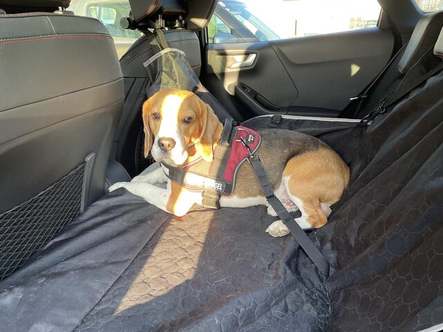 Auch im Auto muss der Hund gut gesichert sein. | Foto: Alexandra Goll