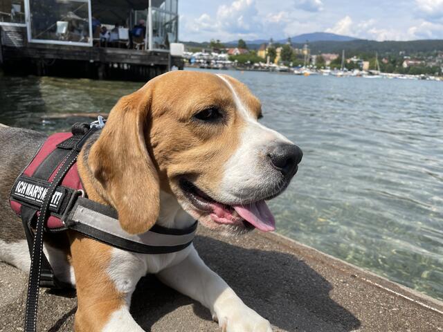 Meistens dürfen Hunde nicht in ein öffentliches Seebad. | Foto: Alexandra Goll
