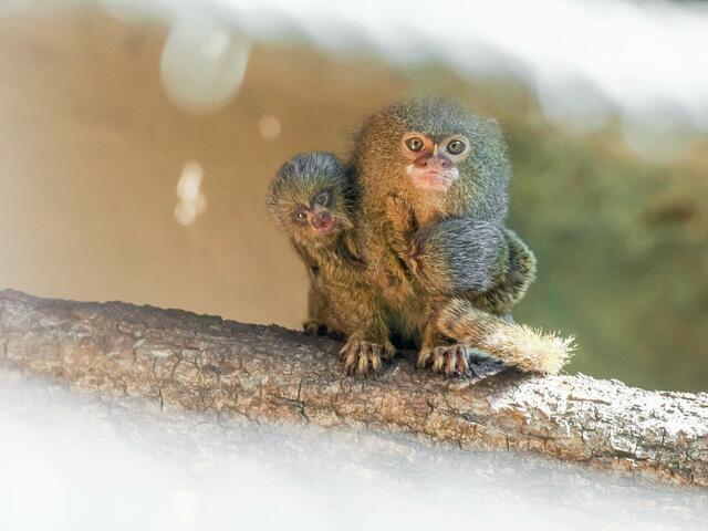 Um die winzigen Jungtiere auf dem Rücken ihrer Eltern zu entdecken, ist ein gutes Auge notwendig. | Foto: Zoo Salzburg / Angelika Köppl