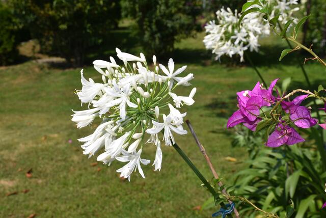Blumenschmuck-Aktion Pabneukirchen 2024, Ortsbauernschaft und Kulturreferat der Gemeinde.  | Foto: Zinterhof