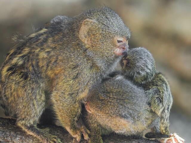 Nachwuchs bei den Zwergseidenaffen im Salzburger Zoo. | Foto: Zoo Salzburg / Angelika Köppl