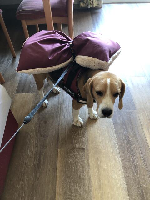 Idefix darf beim Wanderurlaub mit Frauli mitkommen. | Foto: Alexandra Goll