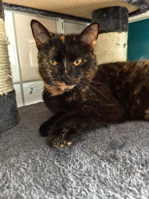 Die dreijährige Avani sucht ein Zuhause mit Freigang. | Foto: Arche Wels