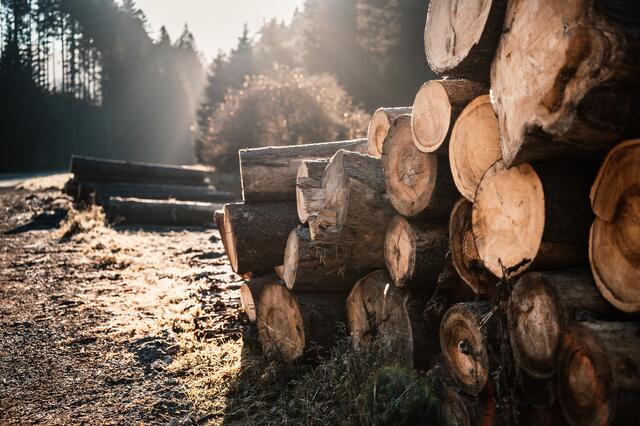 In Kappl ereignete sich ein Forstunfall, dabei wurde ein 51-jähriger verletzt.  | Foto: stock.adobe.com/alexanderuhrin / Symbolbild
