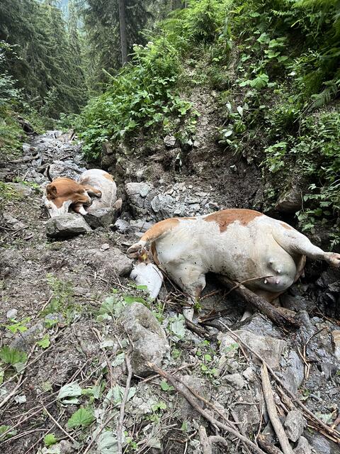 In Aurach stürzten diese Woche drei Rinder ab. Es besteht der Verdacht auf einen Wolfriss. | Foto: Christoph Pirnbacher