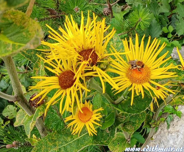 Seht ihr das Bienchen? Die Blume ist nicht die erste Station, Bienchen hat ordentlich Blütenstaub am Rücken. | Foto: (c) Edith Mair