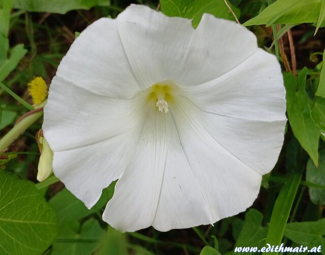 Foto: (c) Edith Mair