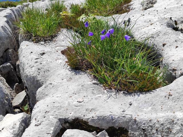 Glockenblumen eingebettet im Fels... | Foto: I.Wozonig