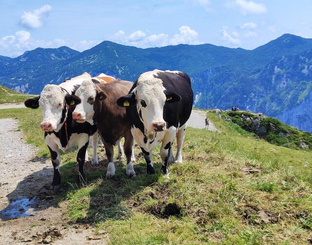 sie erwarten uns auch wieder am Rückweg... | Foto: I.Wozonig
