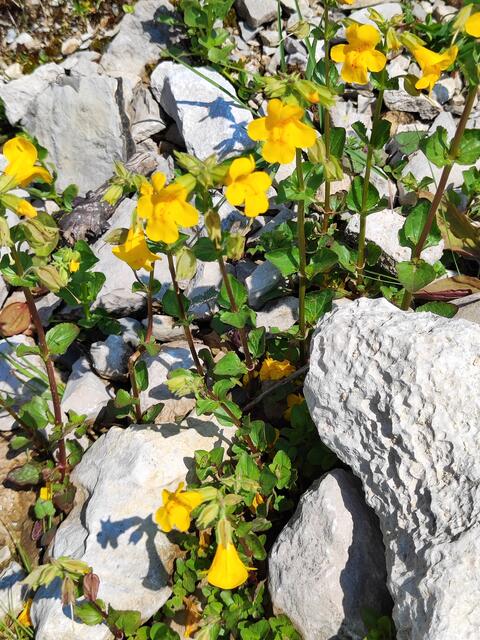 die leuchtend gelbe Gauklerblume ... | Foto: I.Wozonig