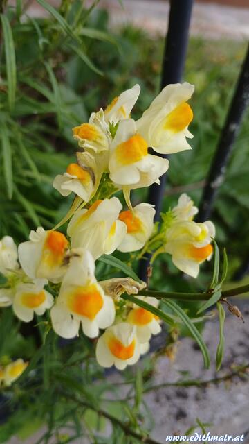 Süß! Erinnert ein bisschen an Löwenmäulchen. Sind es welche? | Foto: (c) Edith Mair