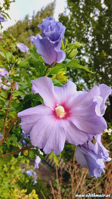 Foto: (c) Edith Mair