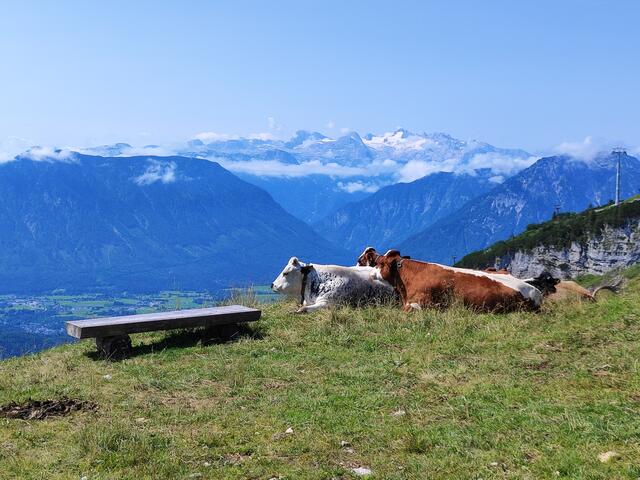 das Almvieh beeindrucken weder der Dachsteinblick noch die vielen Wanderer... | Foto: I.Wozonig
