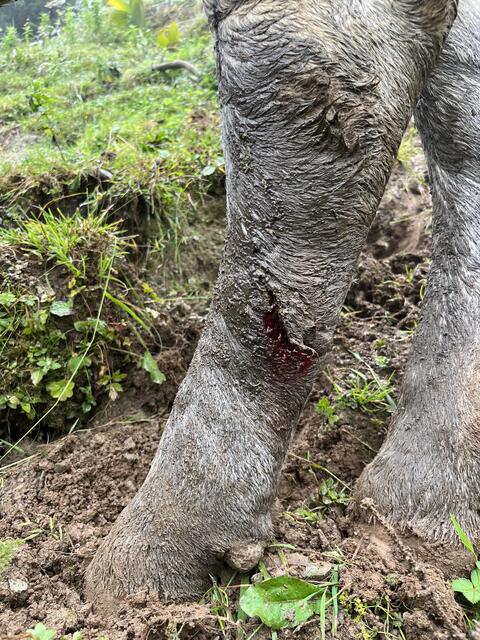 Auf einer Alm in Aurach wurden drei verendete Rinder aufgefunden, weitere Tiere wurden verletzt. | Foto: Christoph Pirnbacher