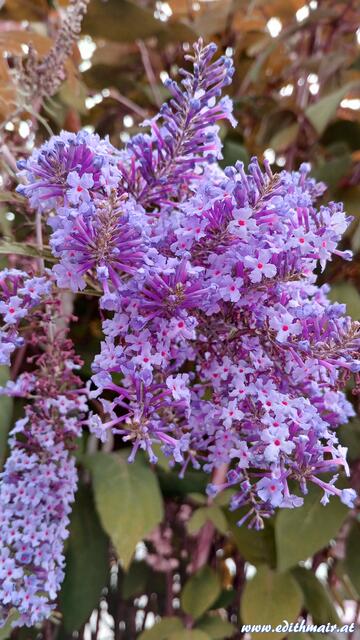 Foto: (c) Edith Mair