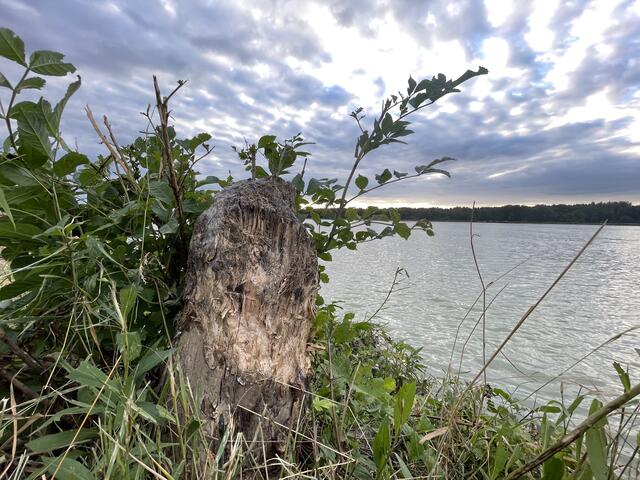 Die Schäden, die die Biber anrichten, sind insbesondere am Donauradweg sichtbar. | Foto: MeinBezirk/Seebacher