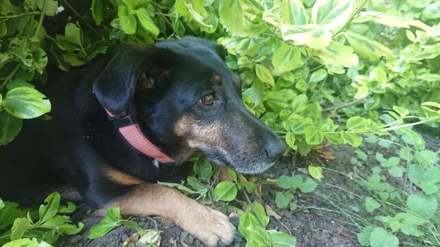 Die Hündin Sena, aus dem Bezirk Neusiedl am See, hat ihre idealen Abkühlungsort gefunden: Einen Mix aus kühler Erde und grünem Blätterdach. | Foto: Lara Skala