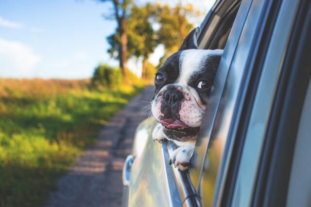 Tiere niemals im parkenden Auto lassen. Hier droht Lebensgefahr. | Foto: pixabay