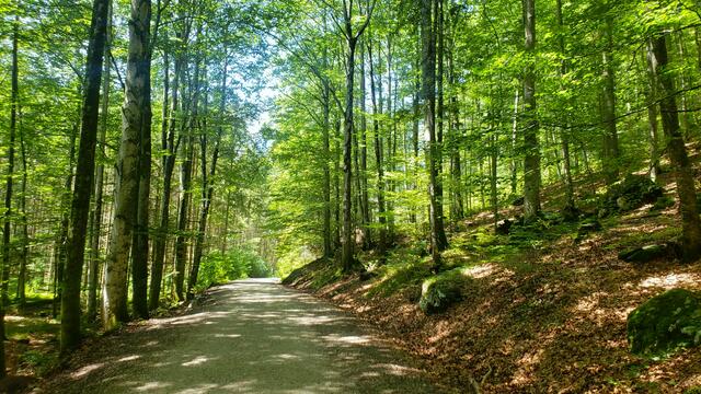 Durch den schönen Buchenwald geht`s wieder zurück.