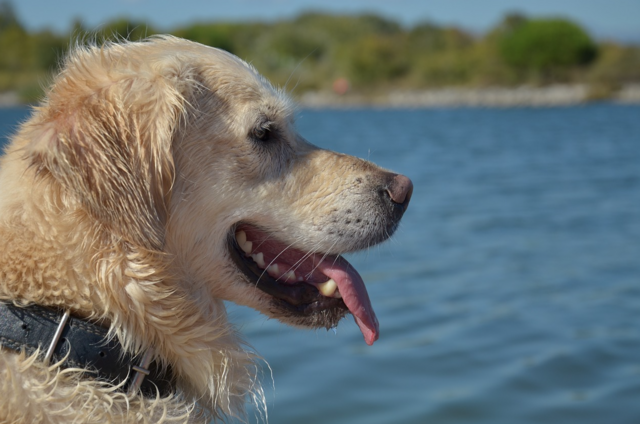 Badespaß mit Hunden: Bei den Wiener Hundebadeplätzen kann sich die Fellnase so richtig abkühlen und austoben. (Symbolbild) | Foto: Pixabay