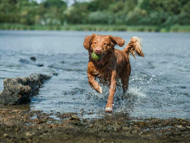 Vier Badeplätze entlang der Donau kann man kostenlos und gemeinsam mit seinem Vierbeiner nutzen. (Symbolbild) | Foto: Unsplash/Jamie Street