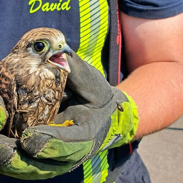 Vier junge Falken, die offensichtlich ihre Erstlingsflüge überschätzt hatten, waren in der Kläranlage gelandet und benötigten dringend Hilfe. | Foto: FF Ybbs